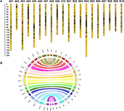 Genetic mapping identifies genomic regions and candidate genes for seed weight and shelling percentage in groundnut